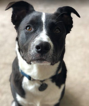 Brians dog hobbes waiting for a walk